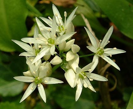 fleur ail des ours